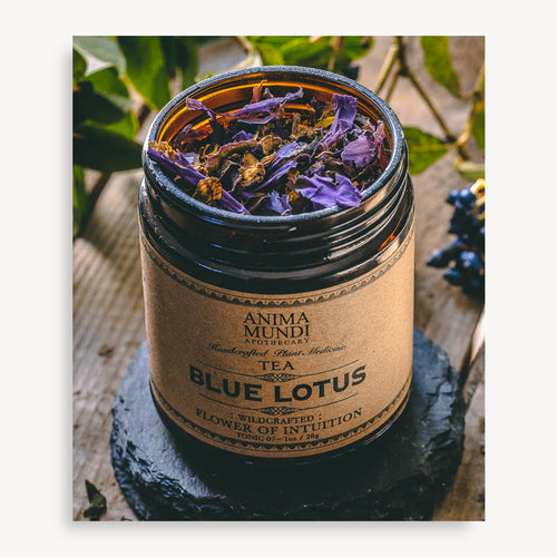 Blue Lotus - Anima Mundi